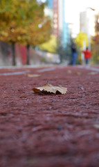 running track on the autumn