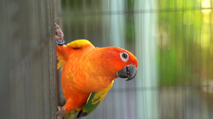 A parrot that is raised in a cage in a cute, bright restaurant in ASEAN, Thailand.