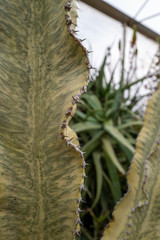 Cactus plants on desert landscape