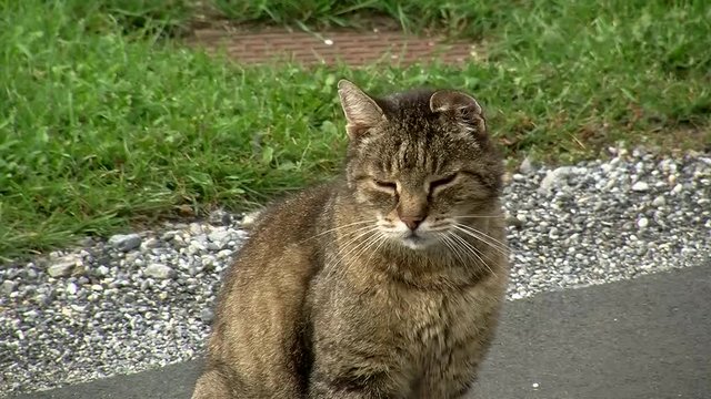 Anscheinend langweilt sich der grau getigerte Kater