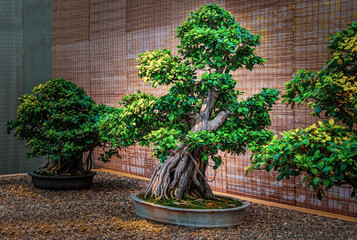 Bonsai tree. Beautiful small rubber tree