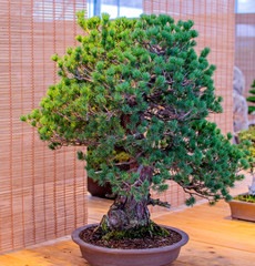 Bonsai tree. Beautiful small pine tree