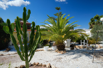 Tropical trees palms and huge cactus in backyard of house, sunny day clear blue sky, no people,...