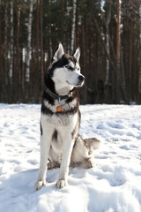 Dog breed Siberian Husky dog sitting in the snow on the forest background