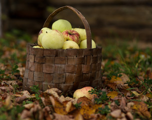 green apples in a wicker basket on the grass