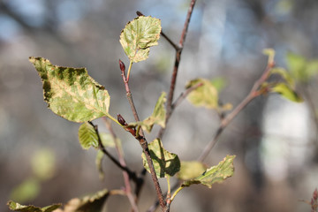 Autumn leaves macro photography with blurred background. Bush twigs close up. Green and yellow foliage