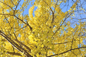旭川市神楽岡公園のイチョウ