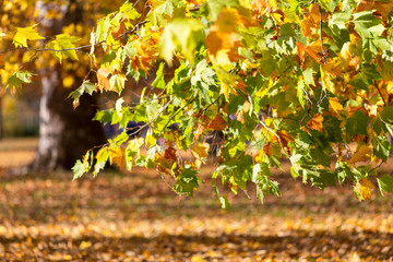 Leaves of tree in an autumn park during a sunny day. Used low depth of field with blurred background.