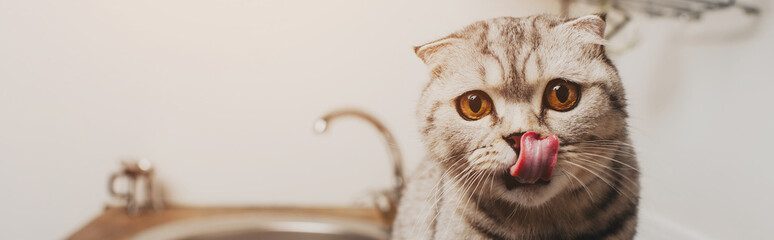 Naklejka na ściany i meble panoramic shot of cute grey scottish fold cat licking nose in kitchen