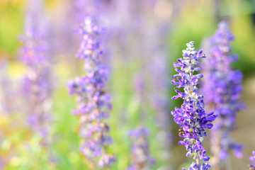 Blue Salvia flower soft background.