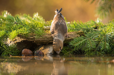 Hawfinch bird drinking from the lake