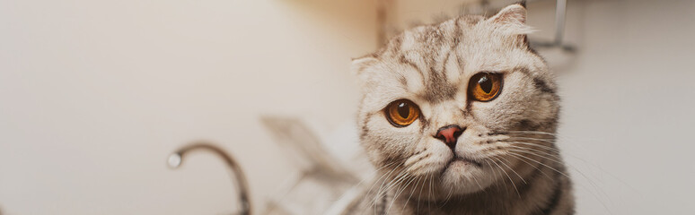 panoramic shot of adorable grey scottish fold cat looking at camera