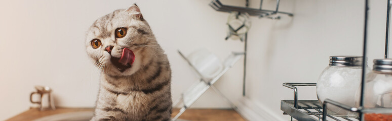 panoramic shot of adorable grey scottish fold cat licking up in kitchen