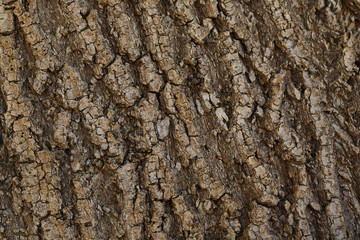 textured background of dark bark of tree with copy space