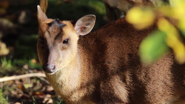 Reeves Muntjac deer, Muntiacus, feeding or eating on a sunny bright day within woodland during autumn/winter in November