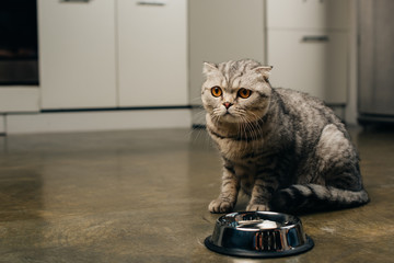 tabby grey scottish fold cat near bowl on floor in kitchen