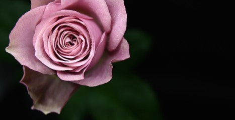 pink rose