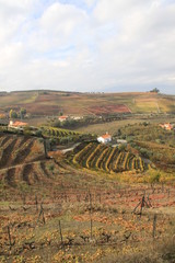 vignoble portugais