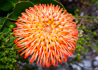 Pincushion flower, Protea, Leucospermum, close up
