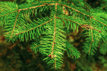 Green fir branch close up