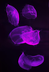 Lilac jellyfish swim in dark water.