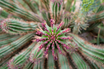 Pink flowering succulent plant