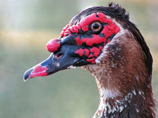 Muscovy duck (Cairina moschata) close up