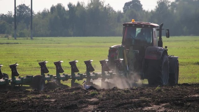 Lot of wild birds, white storks and sparrows looking for food on the background of a tractor with massive ploughshares processing the dusty dry soil for sowing. The interaction of humans and animals