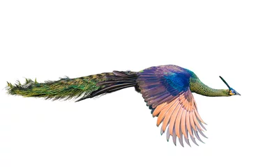 Fototapeten Male Thai peacock flying on a white background © sunti