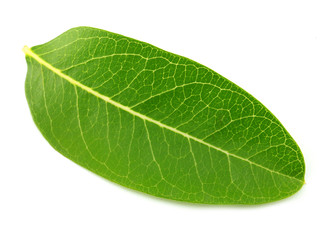 Fototapeta na wymiar Close up green leaves isolated on white background.