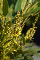 Narihiri Mahonia