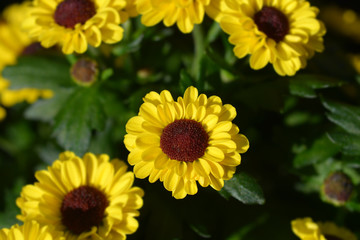 Chrysanthemum in garden