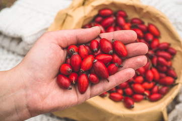 Freshly picked rose hips in the hands of a woman. Rose hip or rosehip, commonly known as the dog rose 