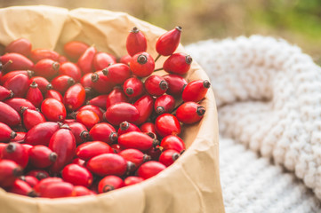 Freshly picked rose hips. Rose hip commonly known as the dog rose 
