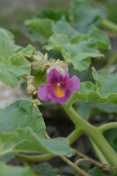 Common devils claw flower in the garden