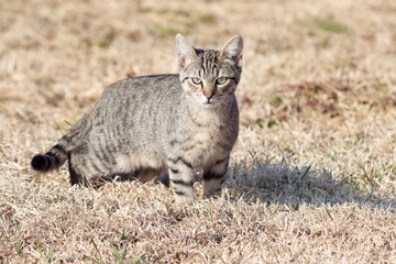 Naklejka na ściany i meble Beautiful male striped domestic cat stands in the meadow.