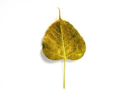 light Green leaf texture Bodhi leaves on white background.
