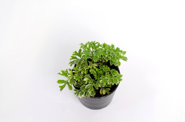 Small ornamental plants in pots on a white background