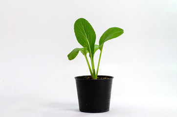 young plant in pot isolated on white