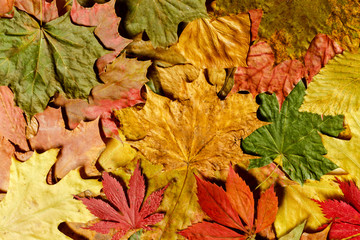 Autumn leaves background colorful Fall nature.