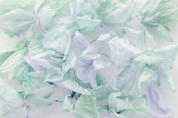 Beautiful floral background of dried orchid flowers in gentle pastel colors. Place for text, greeting card design.
