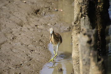 Greater yellowlegs walking on mud and hunting food in the mangrove forest