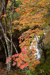 秋の滝の風景
