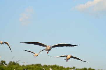 Fototapeta na wymiar birds in flight