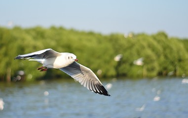 seagull in flight