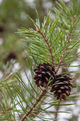 Pine Bough