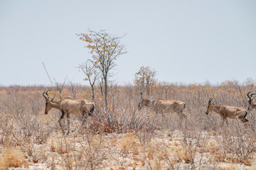 herd of impalas