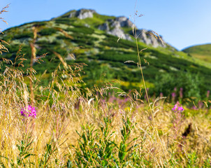 Beautiful mountain vegetation. Colorful flowers in a meadow at the top. Western Carpathians, Slovakia, Little Fatra.