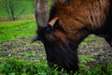 portrait of goat