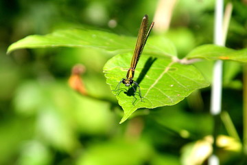 The insect sits on a green plant.